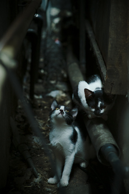 华裔神童奏响波兰交响，张本智和利刃出鞘统治全场