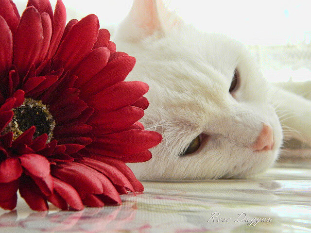 逆袭之诗，当英格兰的闪电穿透法兰西夜色，马龙正统治他的王国