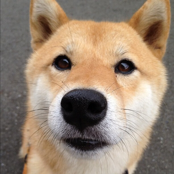 北欧铁骑与伊比利亚孤星,当瑞典式碾压遇见佩德里式扛起