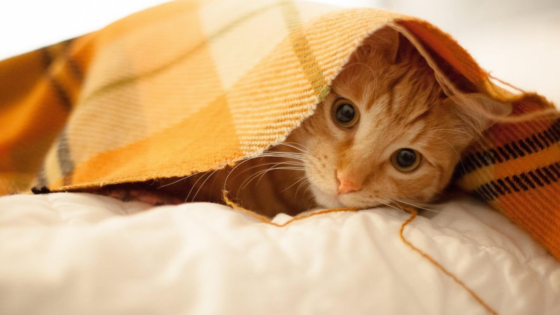 团队之光与孤胆英雄,印尼队碾压日本队,石宇奇点燃赛场