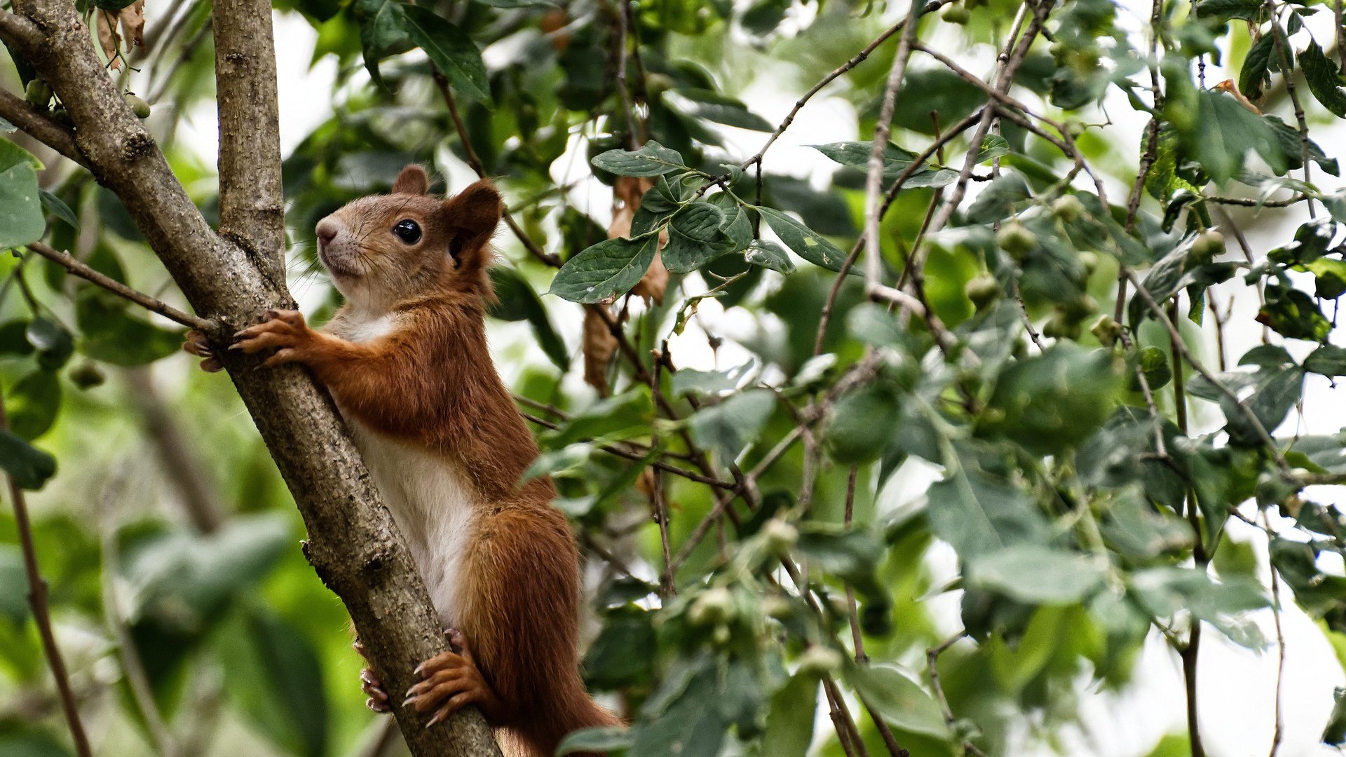 时间裂缝中的双冠,当足球险胜邂逅乒乓惊雷