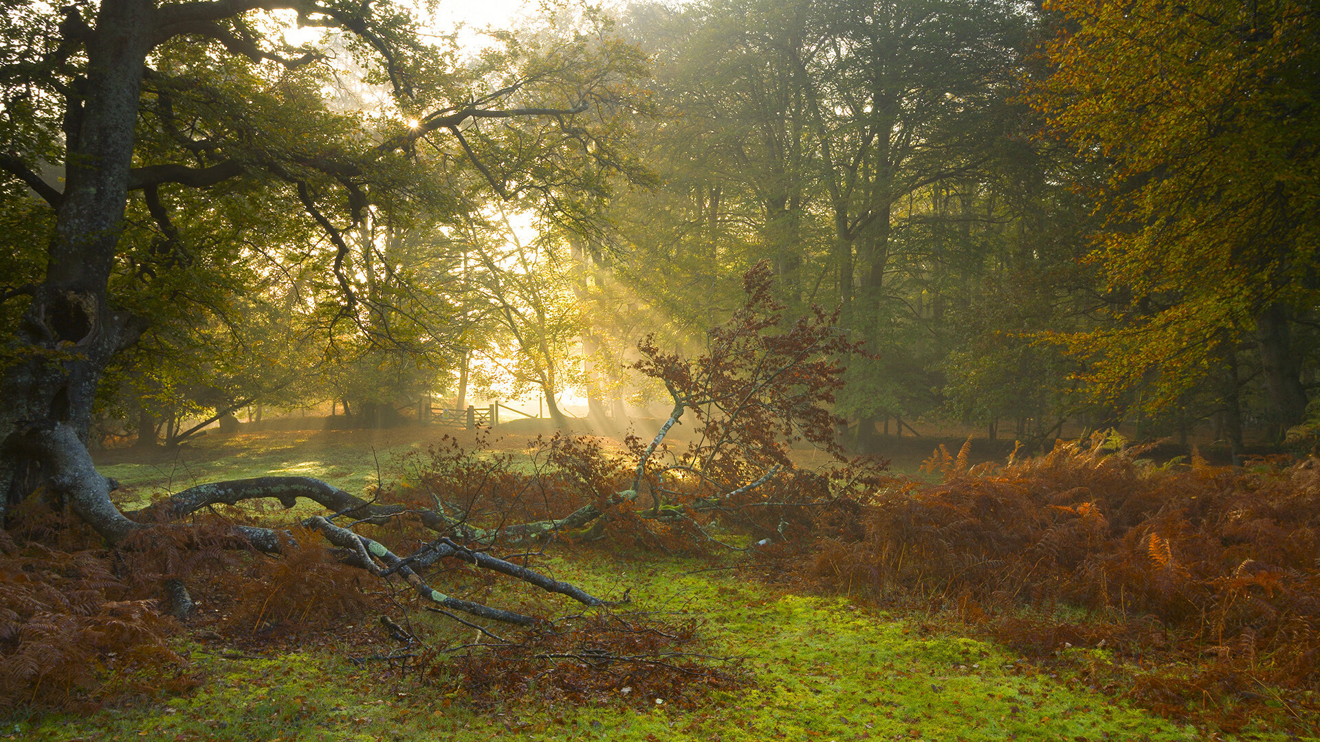 教科书之壁，德里赫特如何在对阵英格兰的夜晚定义现代中卫典范