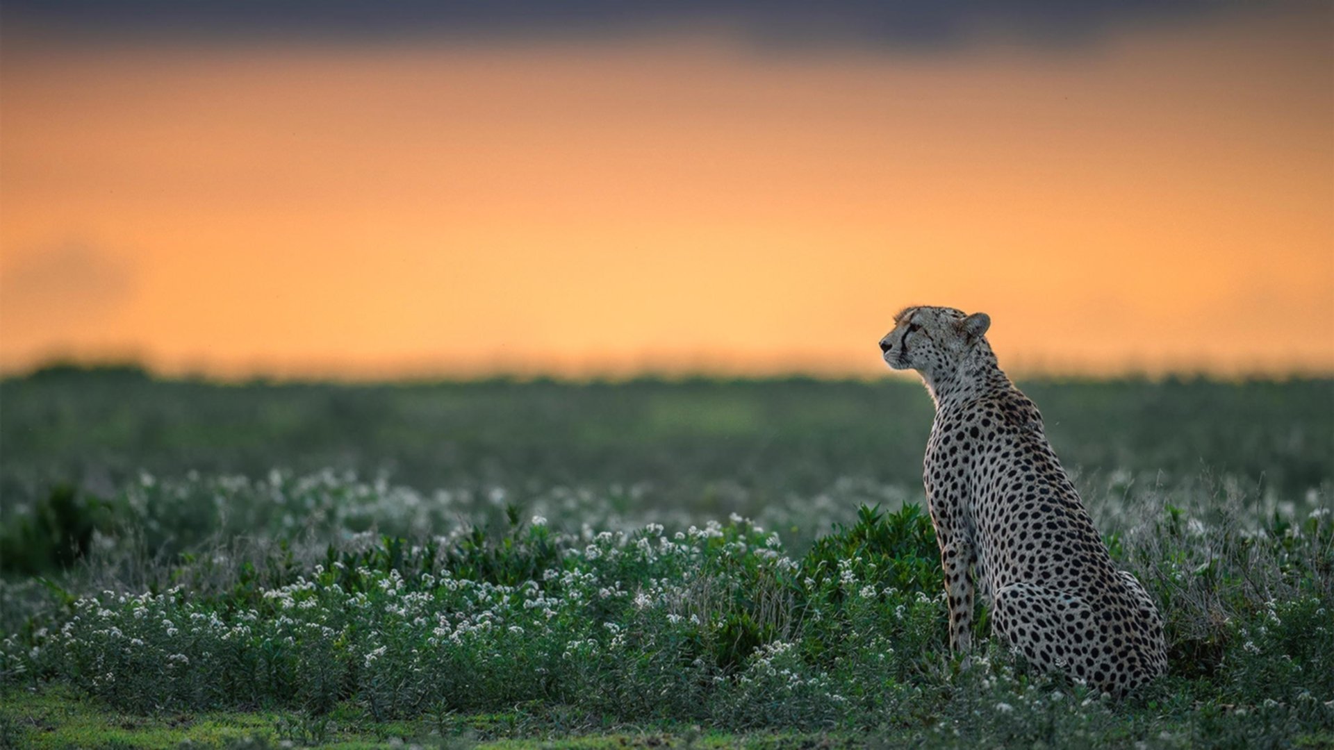 当蓝黑席卷橙衣—范戴克的双重变奏,俱乐部英雄与国家对手的唯一见证