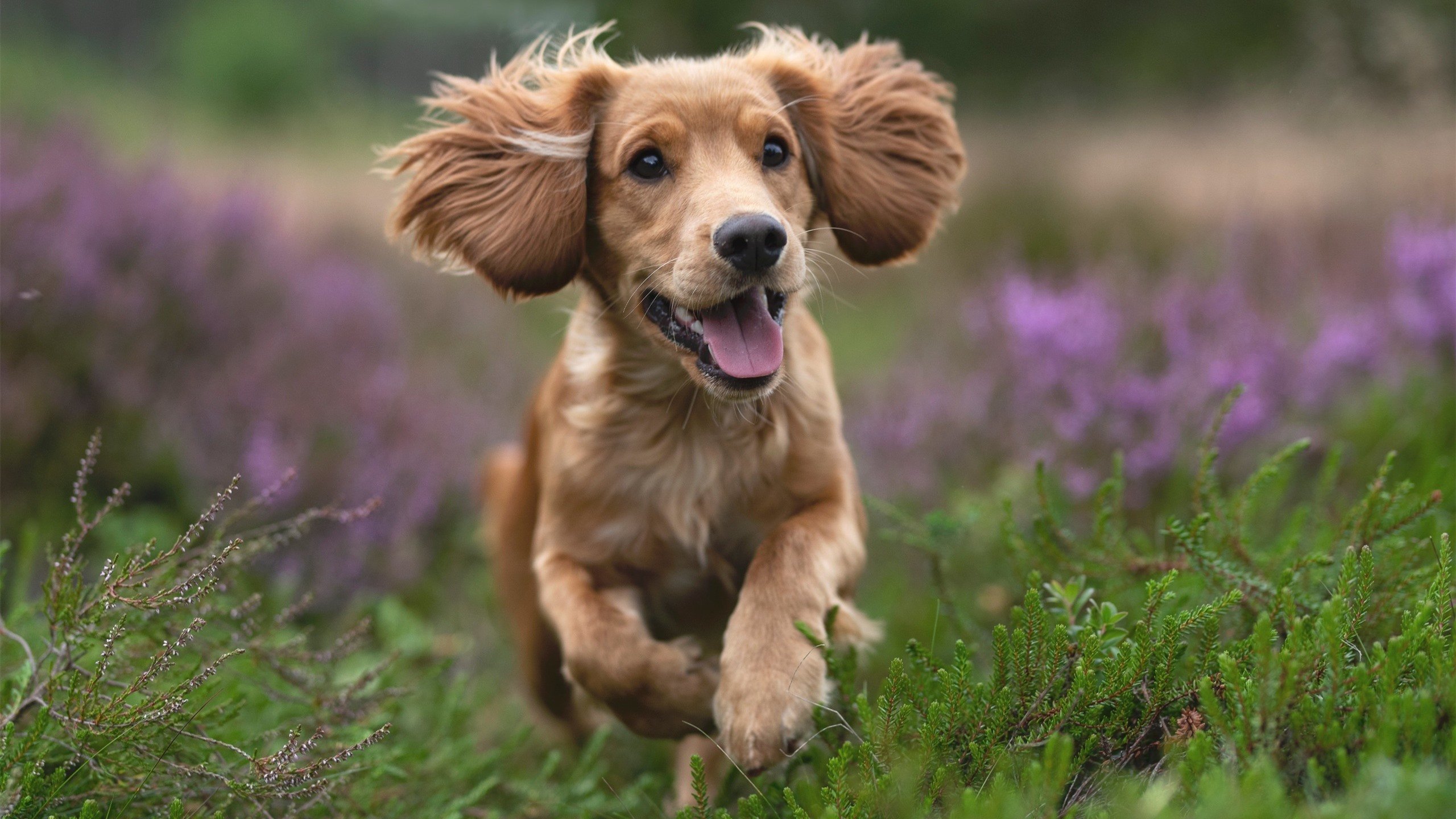 唯一性之光，拉梅洛生死战接管西决，森林狼力克广厦铸就传奇