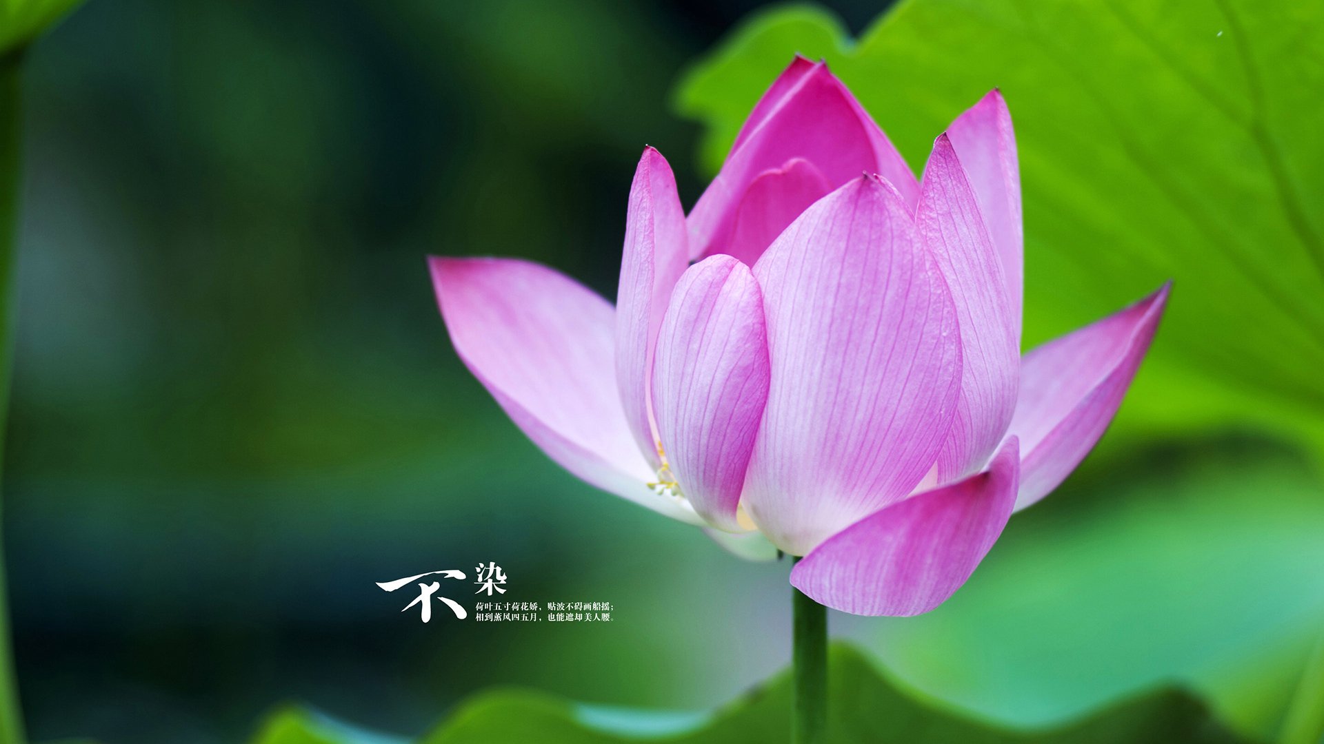 当黄河之水淹没克城骑士—记一场跨越次元的总决赛焦点战