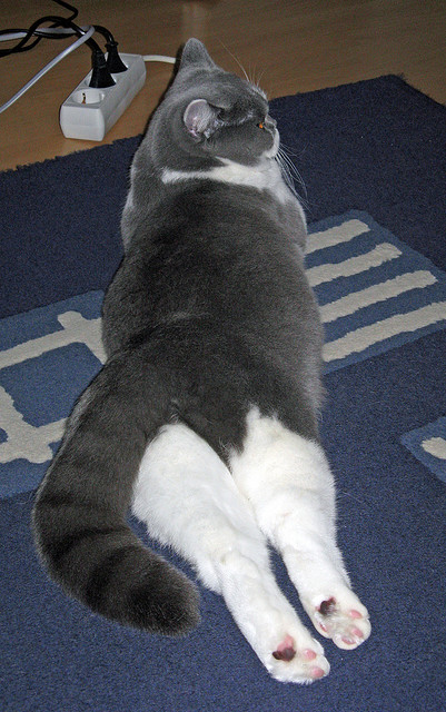 冰与火的对决!福克斯统治最后两分钟,化身北境之王强行终结吉林队