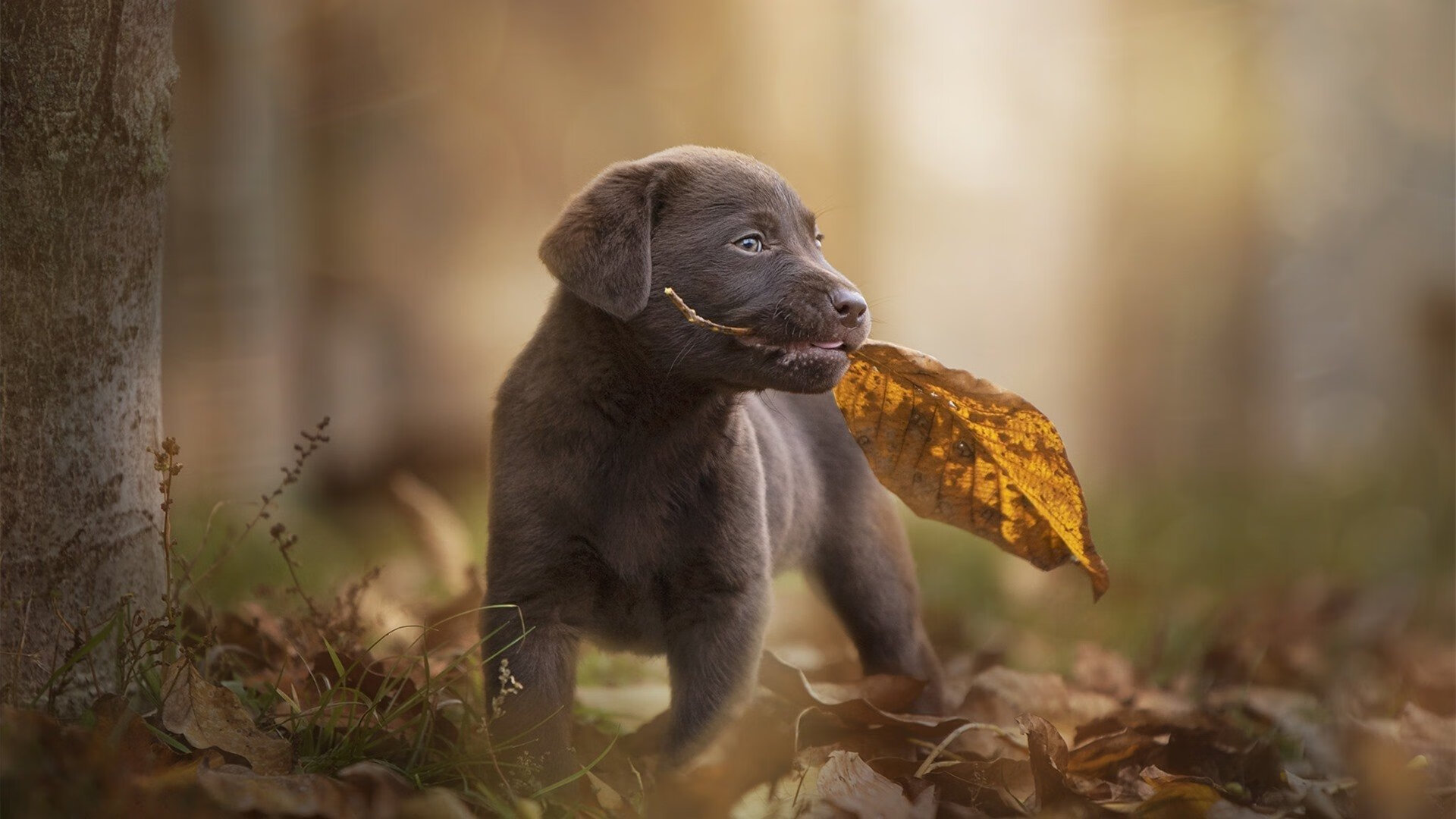 银枪直刺绿军心脏,悬念半场即碎