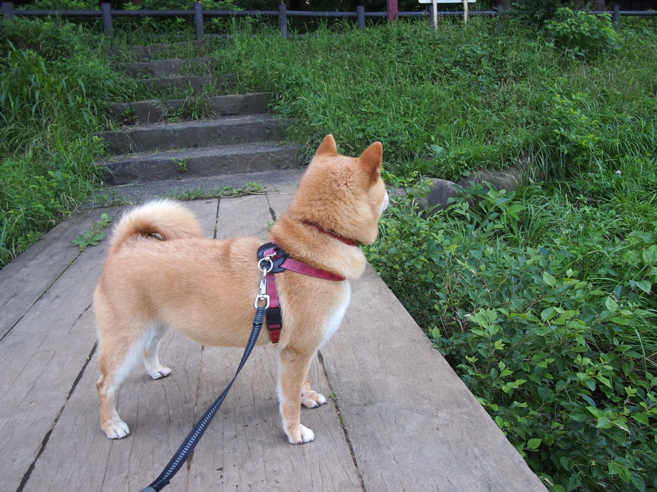 跨越时空的对决，智利元老队友谊赛绝杀那不勒斯，加克波临危受命成关键先生