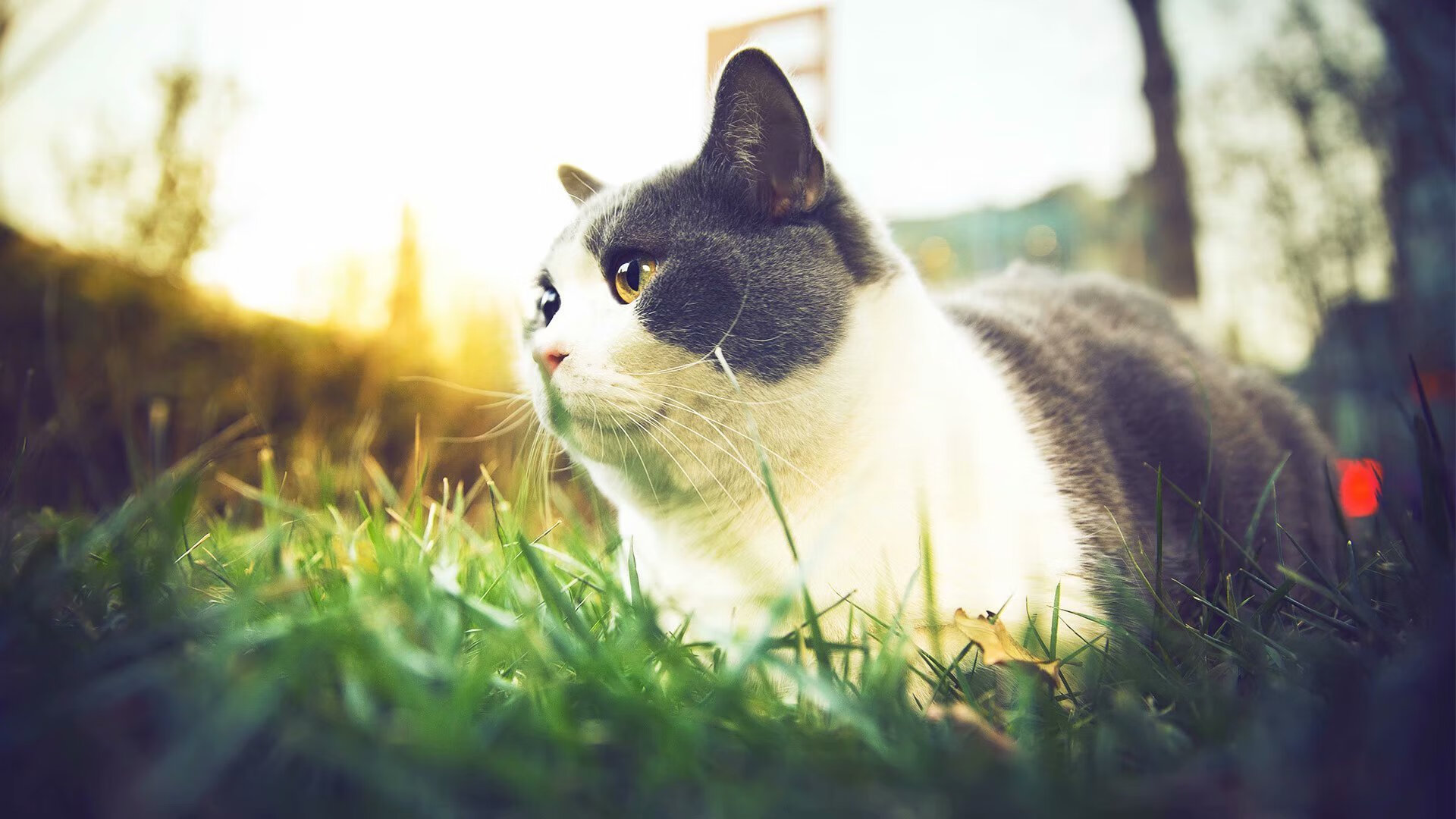 双星缺席后的孤胆剧本,利拉德用非议者的鲜血,为开拓者浇铸冠军之魂