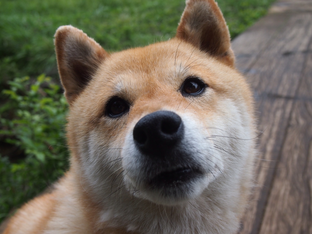 赛道即战场,当F1引擎轰鸣遇上活塞碾压老鹰的血脉贲张