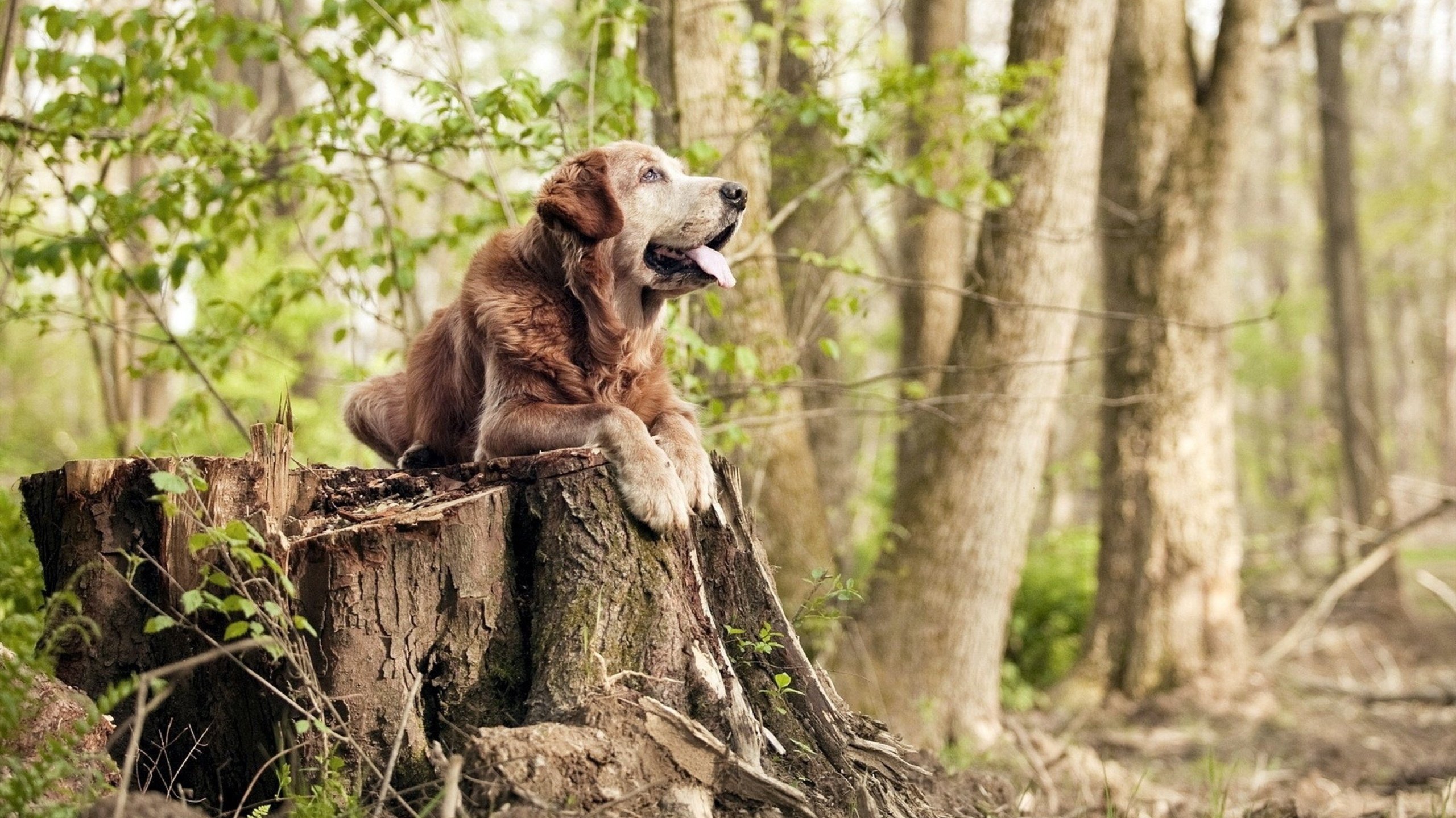 欧冠半决赛背后的文化博弈,当冰与火之歌遇上大国足球梦