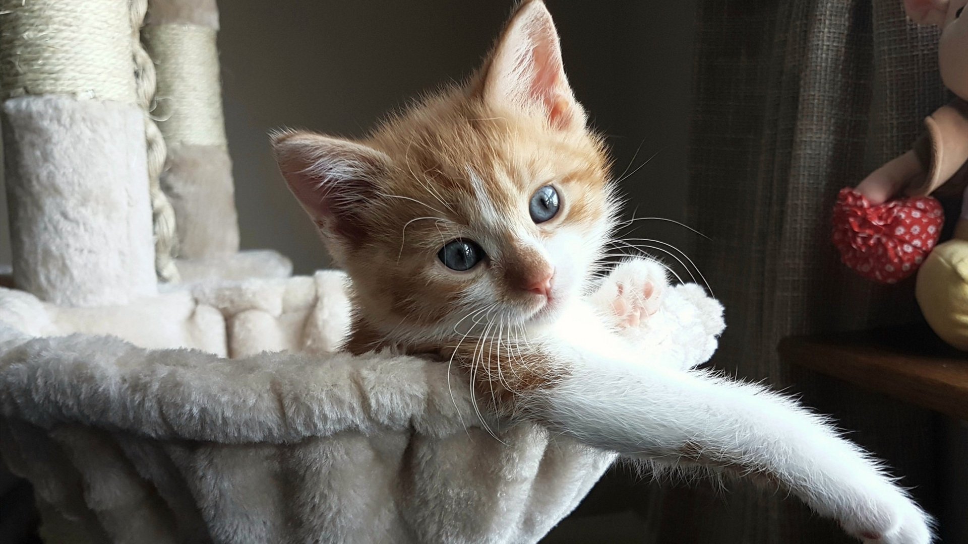 定位球征服新大陆，若日尼奥的罗马式救赎与哥斯达黎加焦点战启示录