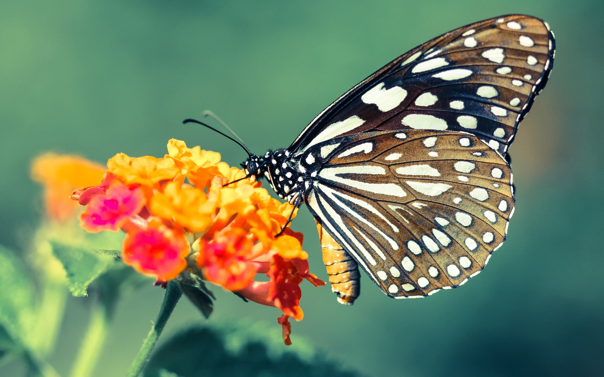 棋逢对手,世界排名争夺战焦点战,快船决胜局智取独行侠