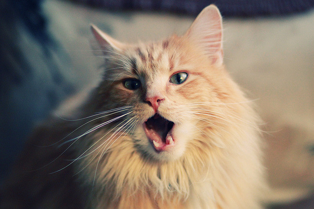 沪上篮球欧冠梦,当东方明珠对撞密尔沃基,一场跨越次元的跨界争锋