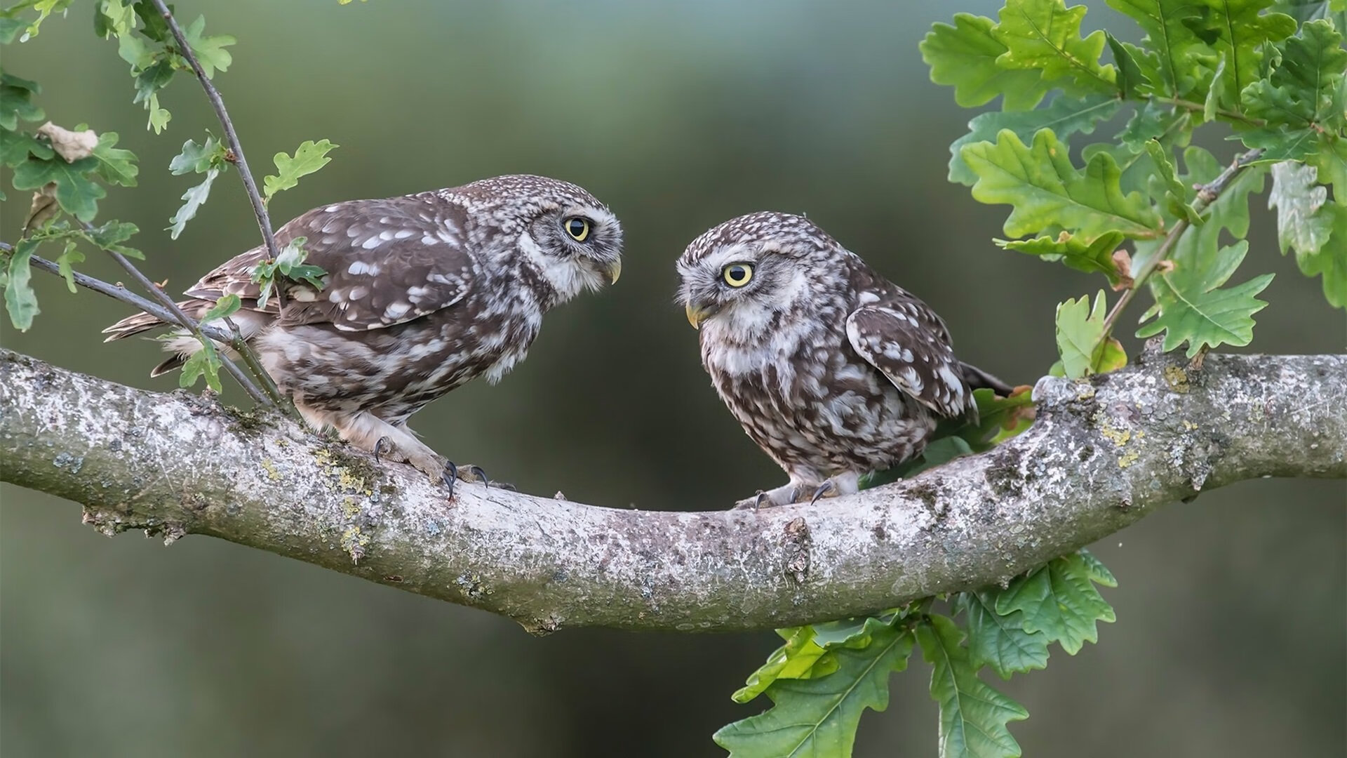 关键先生，从CBA到NBA的终极接管艺术