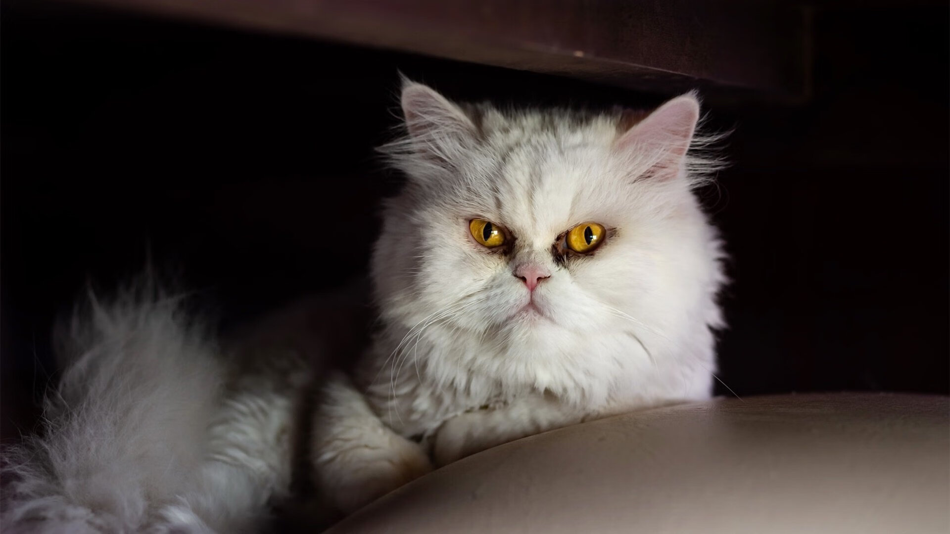 撕裂与交响，德布劳内的爆发与埃及足球的意象横扫