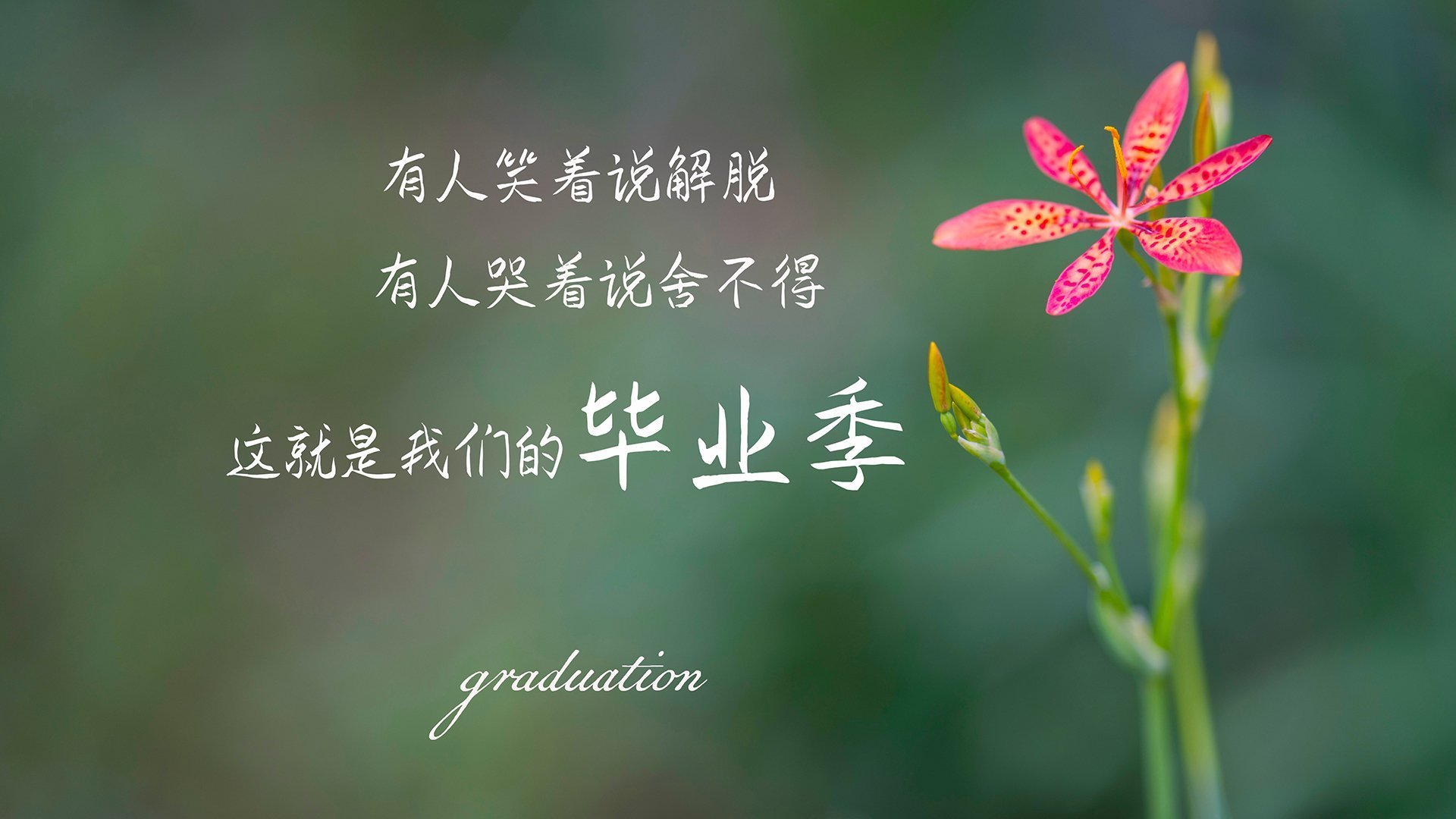 赫尔辛基的北极光与沙漠之狐的绝唱，当齐耶赫在关键积分战中，用一脚天外飞仙，为芬兰写下世界杯最冷的童话
